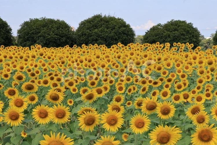 🌸 이즈미 리사이클 환경 공원(이즈미 리사이쿠루 칸쿄 코엔) 이미지 7